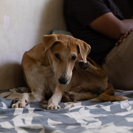 Hearthspace Hampi - Small Home, A Low-Impact Backpackers Hostel エクステリア 写真
