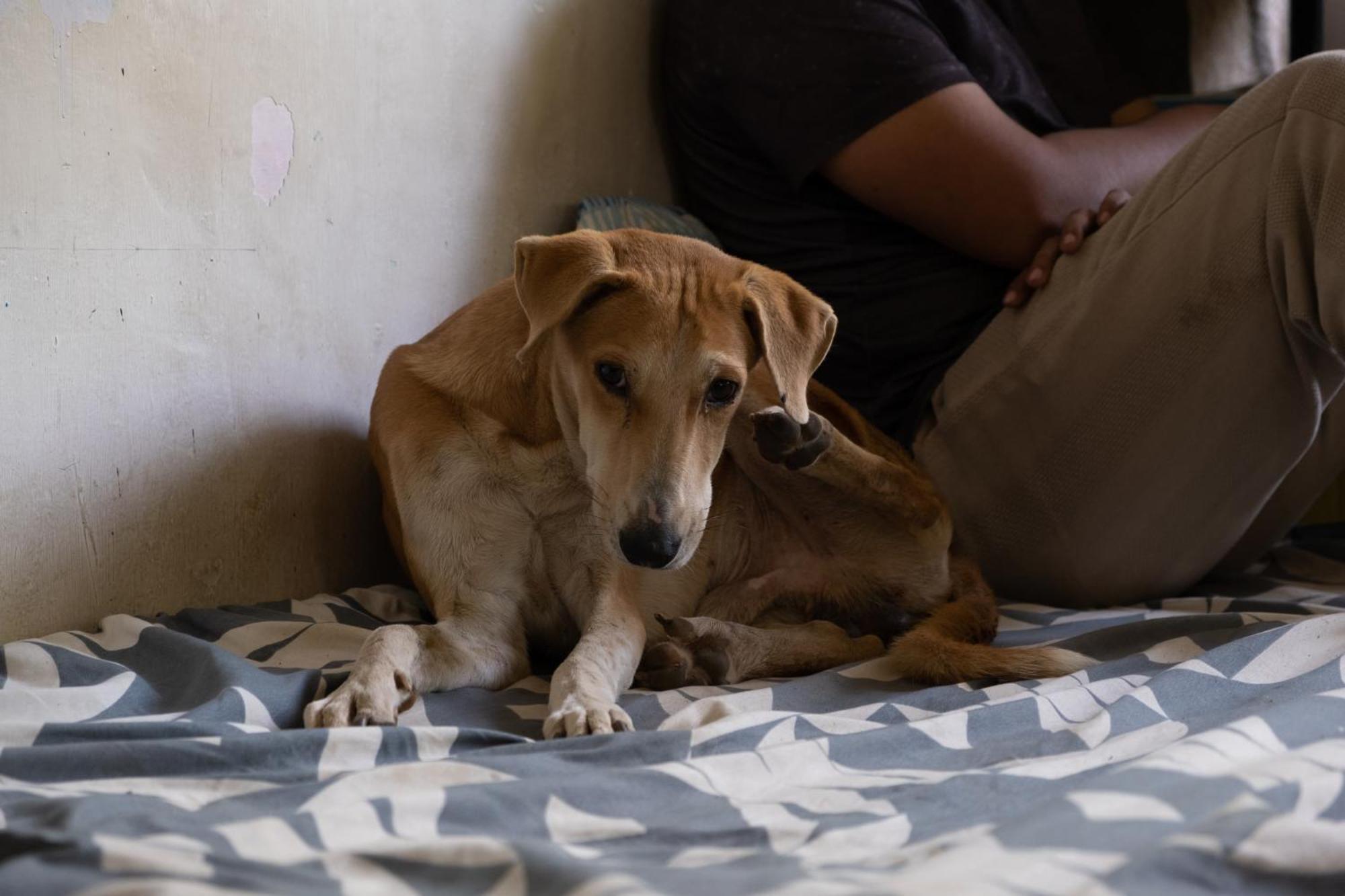 Hearthspace Hampi - Small Home, A Low-Impact Backpackers Hostel エクステリア 写真